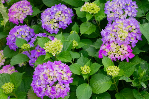 Preview: Hydrangea In Early Summer