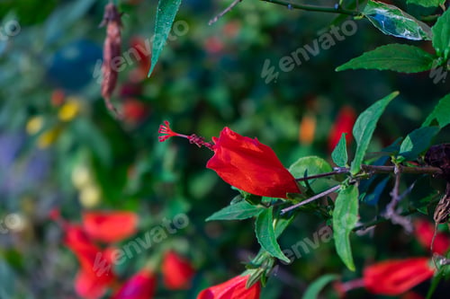 Preview: Close Up Of Turk'S Cap, Sleeping Hibiscus Or Wax Mallow Flower. (Scientific Name Malvaviscus