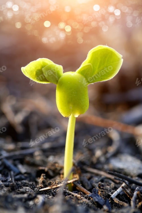Preview: Green Sprout Growing From Seed