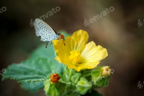 Preview: Yellow Flowers On The Beach.