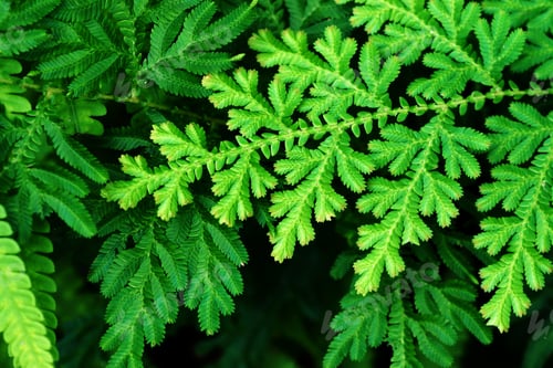 Preview: Fresh Green Leaves Of Fern (Spike Moss Family)