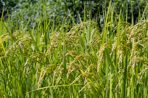 Preview: Ear Of Rice In The Summer