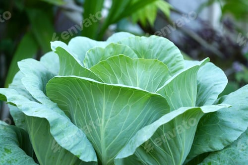 Preview: Close-Up Of Fresh Cabbage In The Vegetable Garden