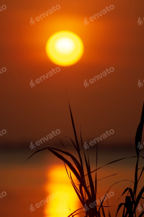 Preview: Silhouette Grass Leaves With Big Sun And Sunset Sky Reflection On The Water At The Lake.