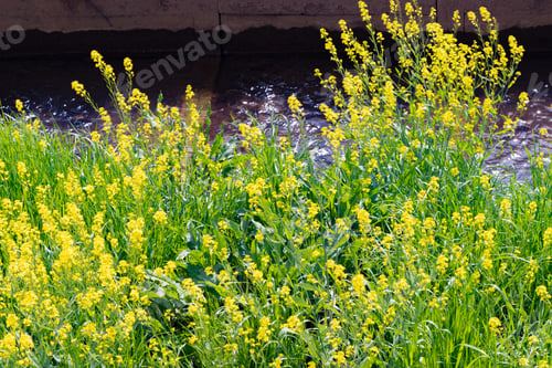 Preview: Beautiful Rape Blossoms