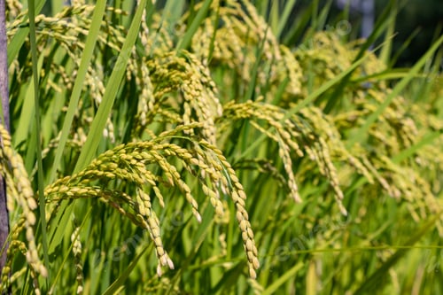 Preview: Ear Of Rice In The Summer
