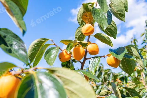 Preview: Persimmon Farm On A Sunny Day