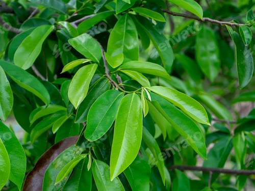 Preview: Soursop Leaves, Prickly Custard Apple. (Annona Muricata L.) Plant For Treatment Of Carcinoma