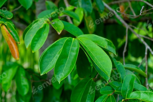 Preview: Close Up Soursop Leaves On Tree. (Annona Muricata)