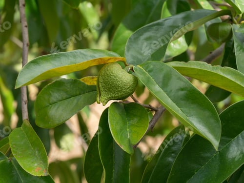 Preview: Soursop Fruit On Tree. (Annona Muricata Plant)