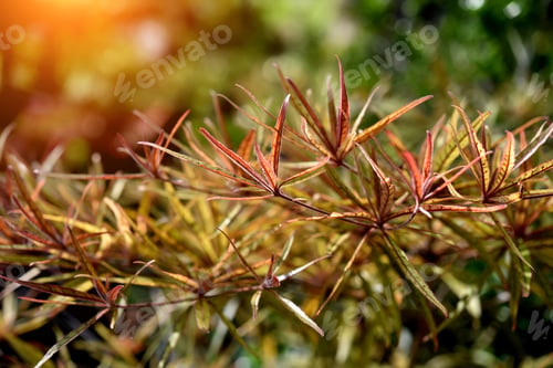 Preview: Small Leaves With Beautiful Colors With Sunlight.