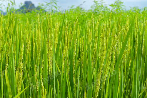 Preview: Rice Plant In Rice Fields.