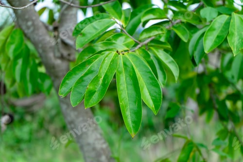Preview: Close Up Soursop Leaves On Tree. (Annona Muricata)