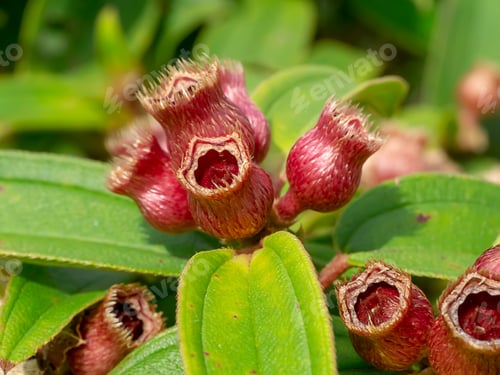 Preview: Malabar Gooseberry Or Singapore Rhododendron Flower. (Scientific Name Melastoma Malabathricum)