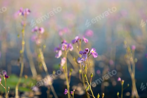 Preview: Close Up Underwater Flower Of Utricularia Warburgii Plant Or Lentibulariaceae With Blur Background.