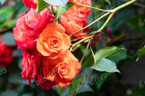 Preview: Beautiful Roses In Yokohama