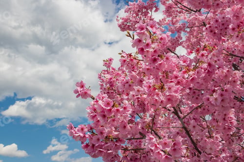 Preview: Cherry Blossoms At Shin-Yokohama Park
