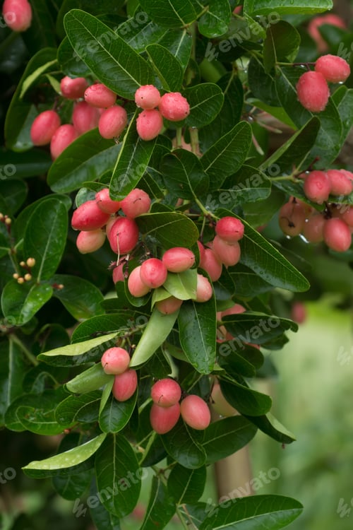 Preview: High Vitamin Fruit Of Bengal Currants On Tree. (Carissa Carandas)