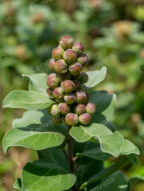 Preview: Close Up Of Vitex Rotundifolia Seeds On Blur Background.