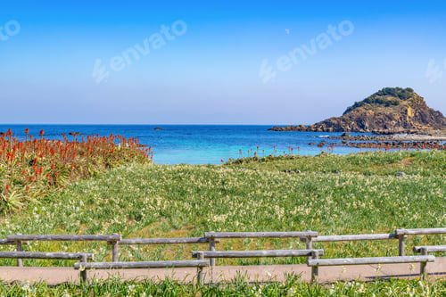 Preview: Wild Narcissus Community And Red Aloe Flowers In Tsumekizaki, Shimoda City, Shizuoka Prefecture