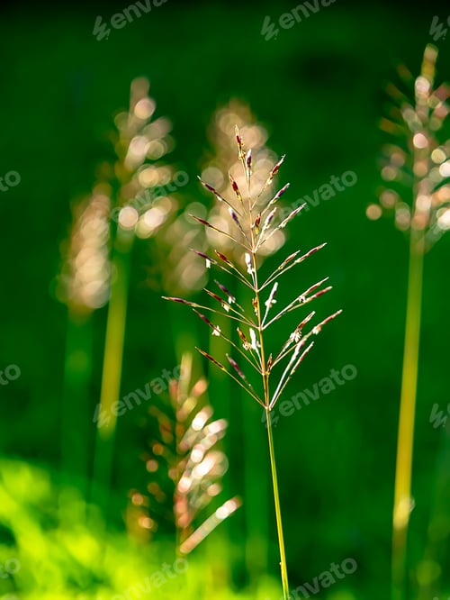 Preview: Close Up Of Gold Beard Grass On Blur Background. (Chrysopogon Aciculatus)