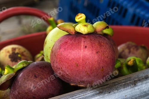 Preview: Fresh Mangosteen From Tree For Delivered To The Market. Thailand.