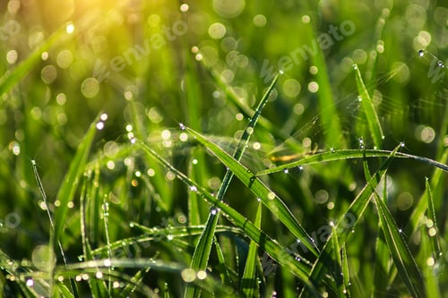 Preview: Drop Dew On Rice Leaf In The Morning With Sunlight.