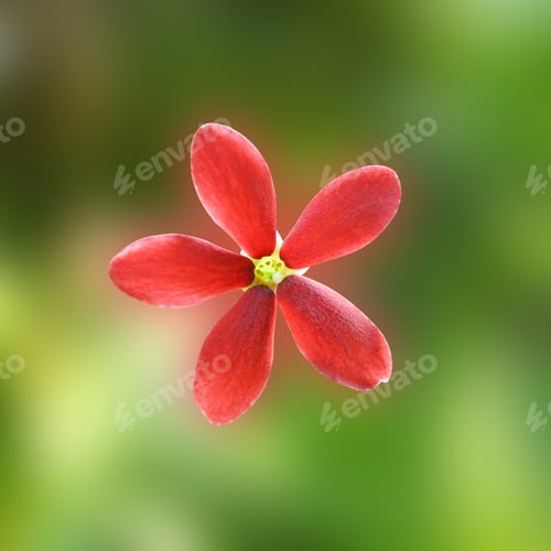Preview: Red Flower Of Rangoon Creeper.
