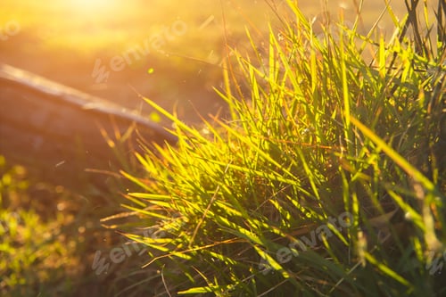 Preview: Close Up Grass In The Morning With Sunlight.