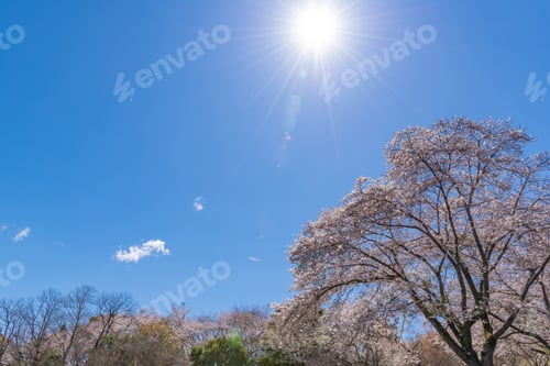 Preview: Cherry Blossoms In Iwamotoyama Park, Fuji City, Shizuoka Prefecture