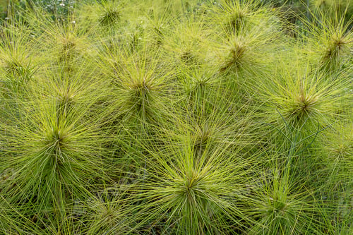 Preview: Close Up Spinifex Littoreus Grass On The Beach.