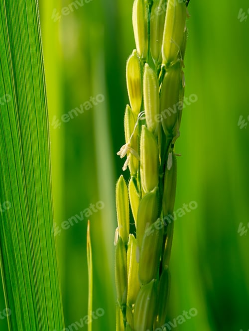 Preview: Close Up Of Rice Flower.