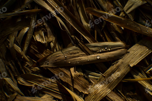 Preview: Dry Bamboo Leaves And Water Drop Background With Light.