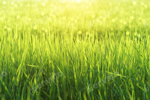 Preview: Rice Plant In Field