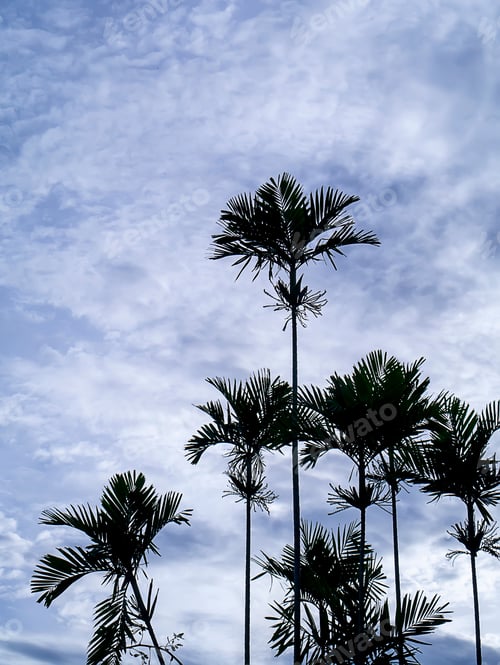 Preview: Silhouette Cyrtostachys Renda Tree On Sky Background.