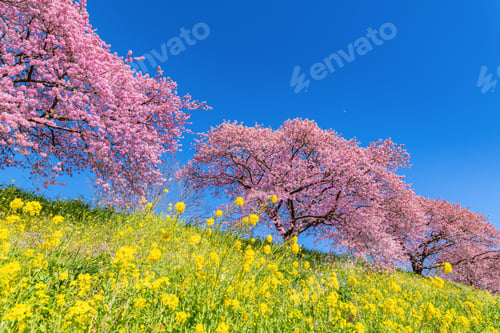 Preview: Kawazu Cherry Blossoms In Minamiizu-Cho, Kamo-Gun, Shizuoka Prefecture