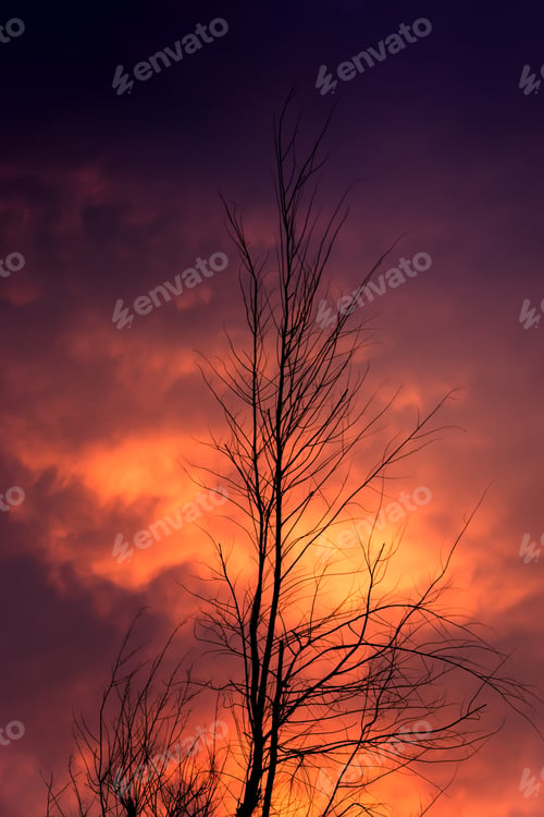 Preview: Silhouettes Of Tree Branches And Twilight Background.