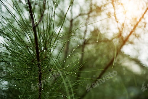 Preview: Close Up Of Pine Leaves With Light In Rain Season.