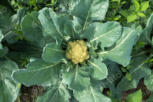 Preview: Close Up Cauliflower In Agricultural Plots.
