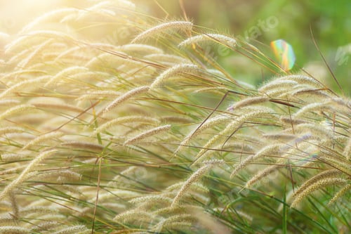 Preview: Close Up The Flower Grass In The Morning With Sunlight And Flare.