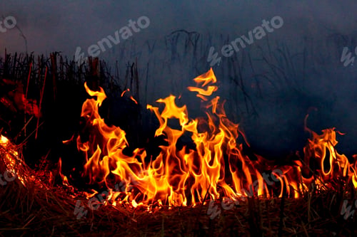 Preview: Fire Grass Spring