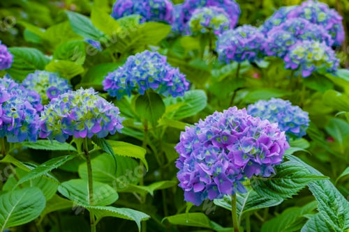 Preview: Hydrangea In Early Summer