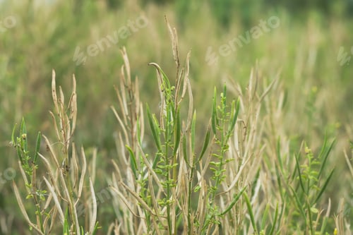 Preview: Seeds Of Asian Spider Flower. (Cleome Viscosa Plant)