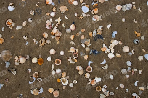 Preview: Shells On The Beach. Un-Focus Image.
