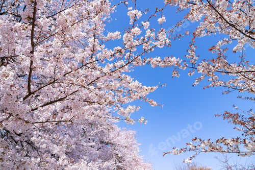 Preview: Cherry Blossoms In Satte City, Saitama Prefecture