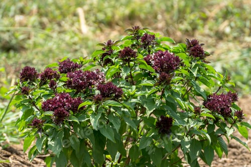 Preview: Close Up Sweet Basil Flower.