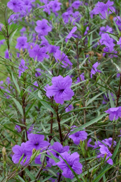 Preview: Wild Petunias. (Ruellia Squarrosa (Fenzi) Cufod.)