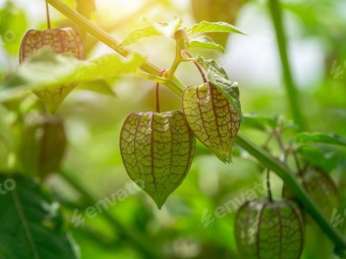Preview: Hogweed Or Ground Cherry (Physalis Minima) With Sunlight.