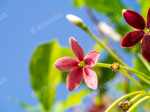Preview: Close Up Of Chinese Honey Suckle, Rangoon Creeper, Drunken Sailor (Combretum Indicum) Flower With