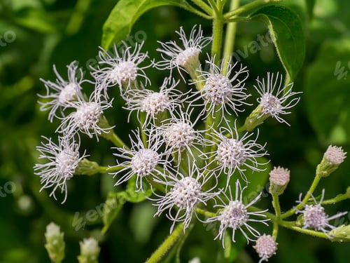 Preview: Close Up Christmas Bush Flower. (Chromolaena Odorata)